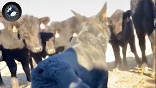 Courageous Dog Fights Of Herd Of Sheep To Let Owner Sleep