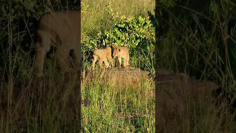 Lion Cub Playtime #shorts | #ShortsAfrica