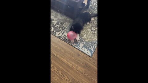 Curious husky with pink party balloon