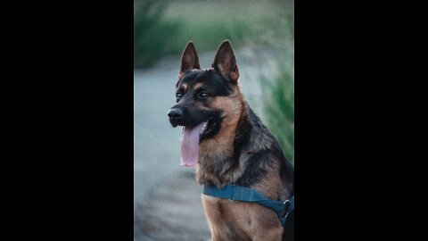 German Shepherd 🐶🐾 Roaring🦁