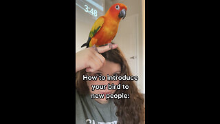 How to introduce your bird to new people