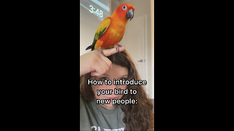 How to introduce your bird to new people