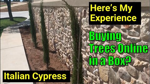 You Bought a Tree in a Box? 🌲 Fast Growing Italian Cypress Trees