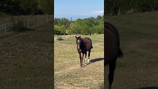 Birds ride along with the horse #horses #horsesofinstagram #funny #shortvideo