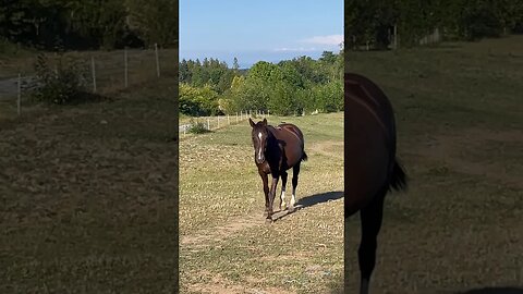 Birds ride along with the horse #horses #horsesofinstagram #funny #shortvideo