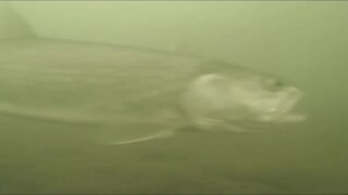 LakeTrout - Underwater fishing behavior