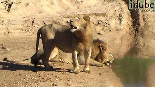 Majestic Male Lions Drink At A River In Africa