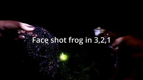 Frog hunting at NIGHT, Big BULLFROG gigging at night, frogger in live action.