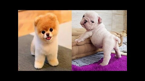 🤣Funny Dog Videos 2021🤣 🐶 It's time to LAUGH with Dog's life #14 | Cute Buddy#14 #CuteDog