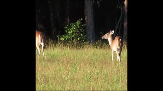 deer on the field