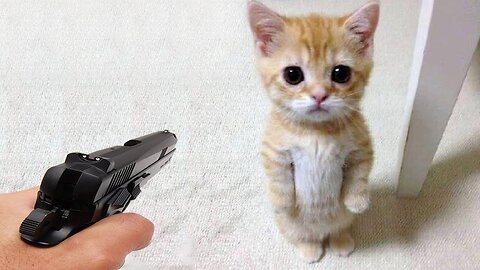 Funny Animals : Fake gun vs cat: the cat's reaction is priceless"