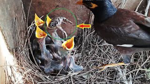 Bird Chops off Frog Head When it didn't Fit Baby's Mouth | Myna Bird Feeding baby's in nest day 8