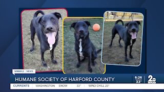 Bruno the dog is up for adoption at the Humane Society of Harford County