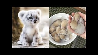 Cute baby animals Videos Compilation cute moment of the animals -AhmeeCreations
