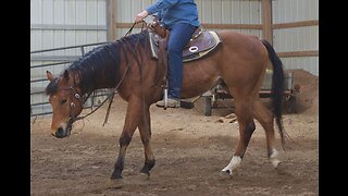 AQHA Bay Music Lover