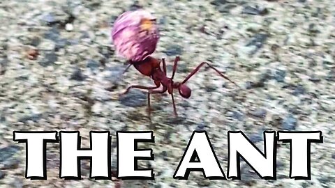 THE ANT 🐜 !!! #ant #nature #internationalcouple #brasil #usa