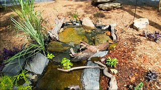 We Remodeled the Waterfall Pond for our Natural Swimming Pool!