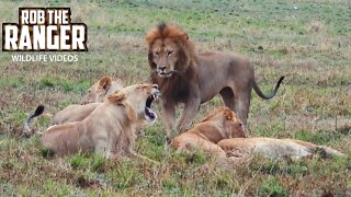Lion Pride Interactions | Maasai Mara Safari | Zebra Plains