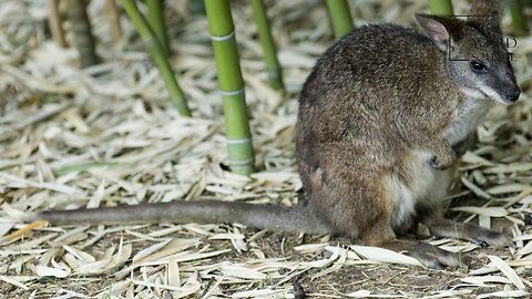 Interesting facts about dama wallaby by weird square