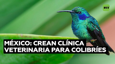 Cuidar a los más pequeños: crean en México una peculiar clínica veterinaria para colibríes