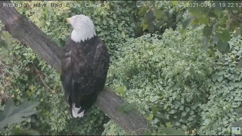 Hays Eagles Mom preens her feathers on the cam tree 2021 09 16 19:20