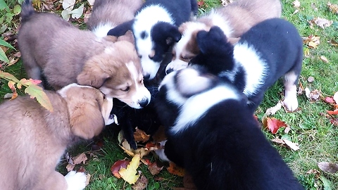 Nine Fluffy Puppies Adorably 'Attack' A Stuffed Toy
