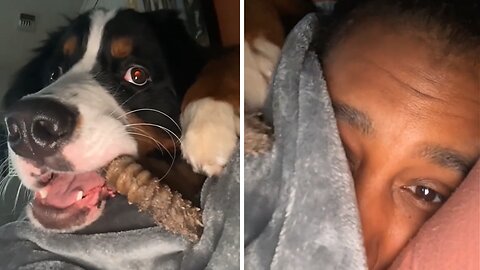 Pup hilariously chomps on toy right over owner's head