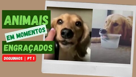 compilado de vídeos de cachorros