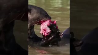 LONTRA NO LAGO ALMOÇANDO #shorts #planetaanimalsshorts #animals