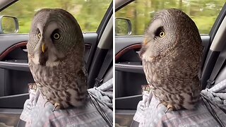 Owl turns out to be the perfect travel partner
