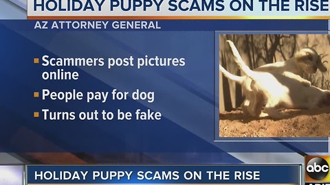 Watch out for puppy scams this holiday season