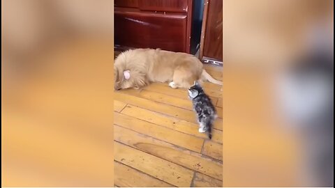 Cats and Dogs Funny Video