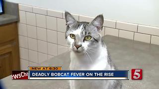 Deadly Feline Disease On The Rise