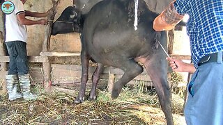 Artificial insemination in buffalo
