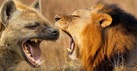 lion and hyena