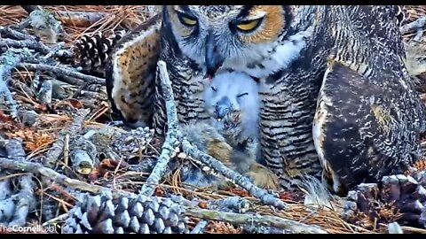 Owlet's First Attempt at Self Feeding 🦉2/26/22 16:37