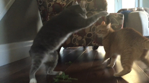 Battle royale between two cats high on wild catnip