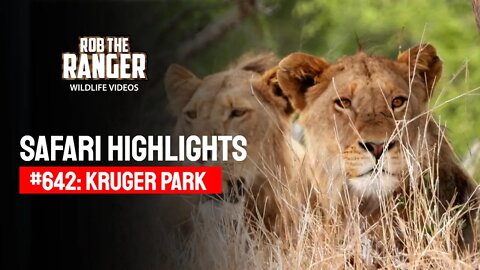 Safari Highlights #642: 20 November 2021 | Kruger National Park | Latest Wildlife Sightings