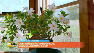 Melinda’s Garden Moment – Overwintering Mandevillas