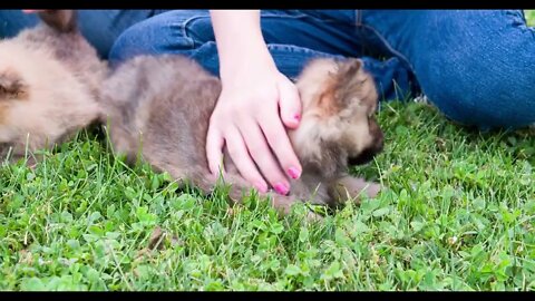 Chow chow puppies being pet in grass by girls