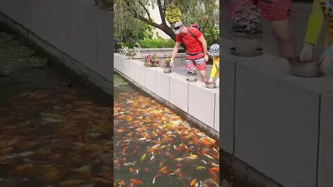 Goldfish Farming 🐠