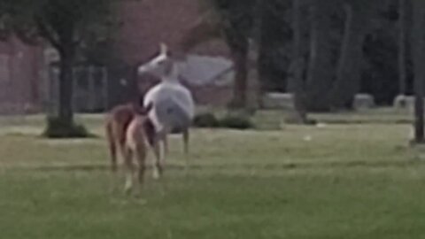 Albino deer spotted in Buffalo