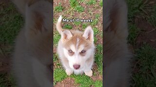 Papa + Mama = Me 🙂 A cute husky!!