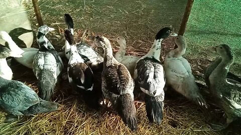 Some of my Young Muscovy, some bronze and silver, 1st May 2021