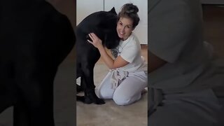 Cane Corso Gets Boner Over Girl? #shorts #pets #canecorso #funnydogs