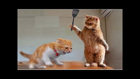 New Funny Animals 😍 Funniest Cats and Dogs 2023 😻🐶