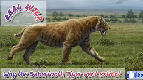 Extraordinary truth about The Sabertooth Tiger | Smilodon history