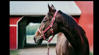 The elegence of horses with soft music to study and meditate.