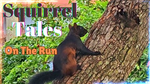 Squirrels On The run !!