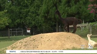 Pet an alpaca at Breezy Hill Farm in Woodbine